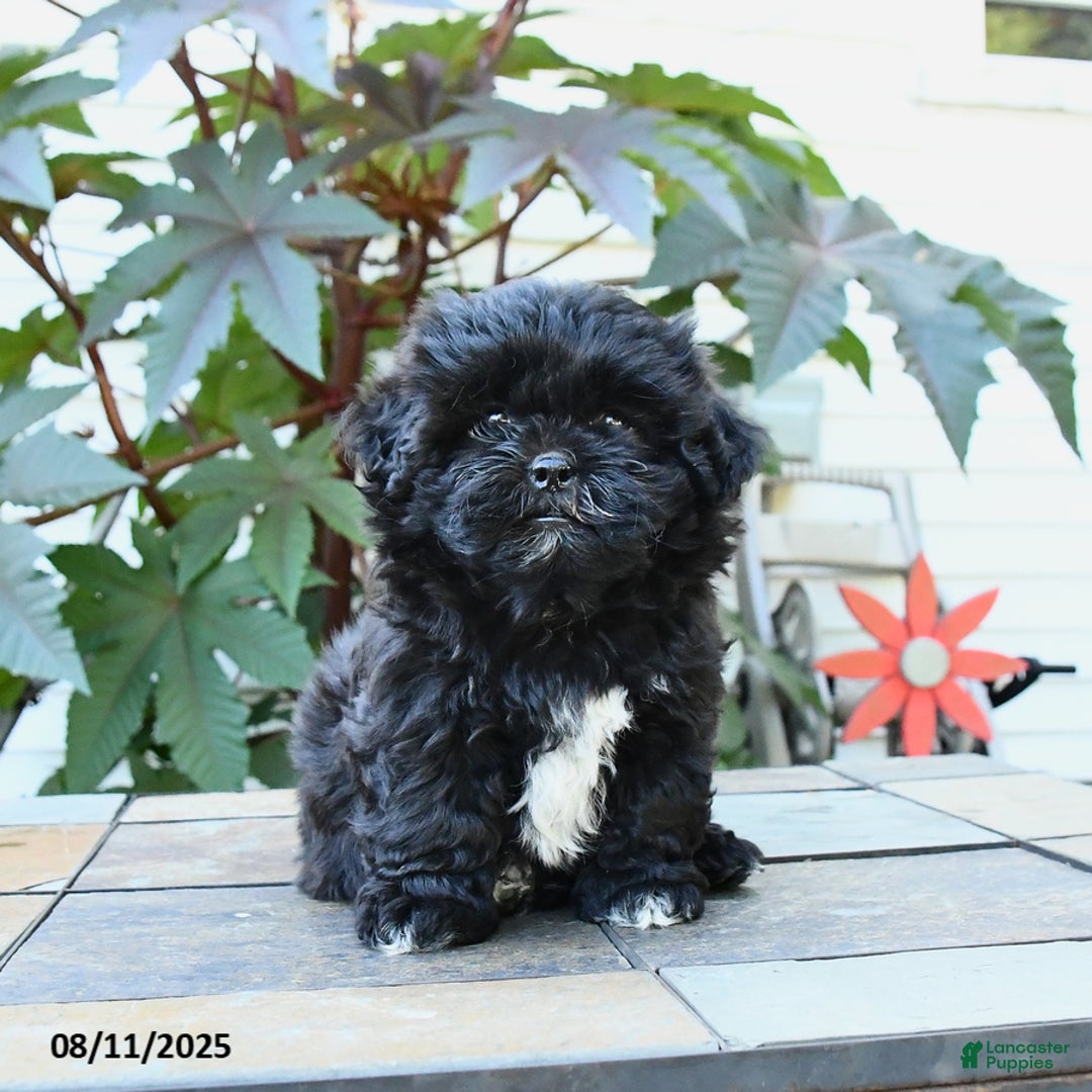 Shihpoo dogs for sale: Fern - Image 2
