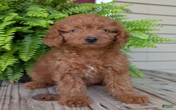 Mini Goldendoodle dogs for sale: Mini -lilly - Image 26