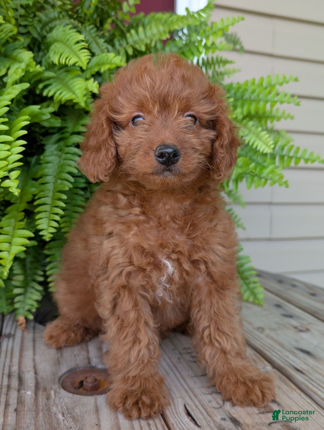 Mini Goldendoodle dogs for sale: Mini -lilly - Image 26