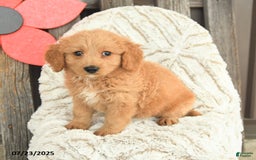Mini Goldendoodle dogs for sale: Molly - Image 5
