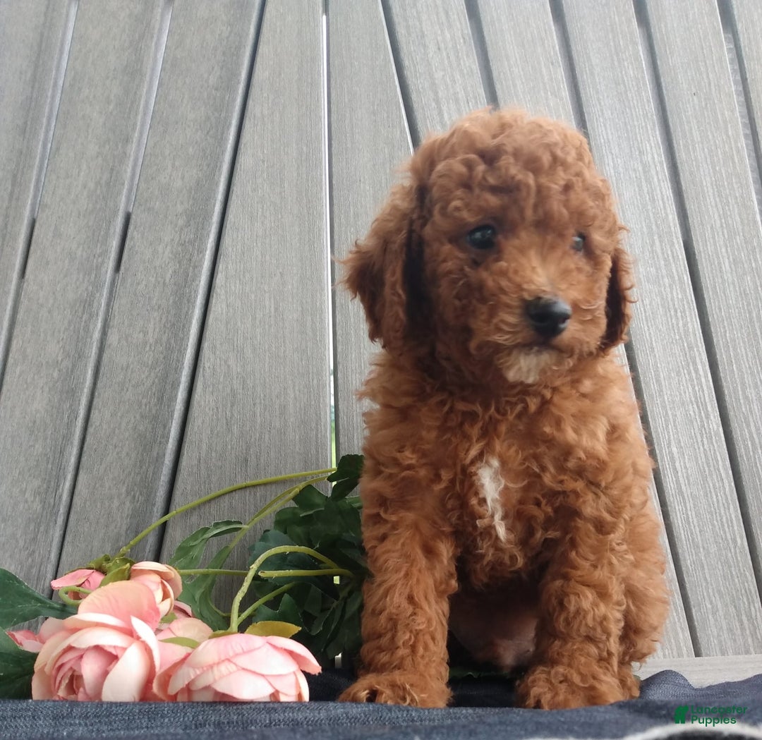 Miniature Poodle dogs for sale: Trigger - Image 4