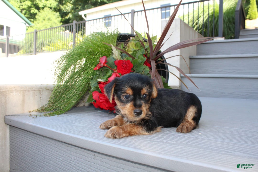Yorkshire Terrier dogs for sale: Tucker - Image 12