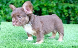 French Bulldog dogs for sale: Rojo Lady - Image 3