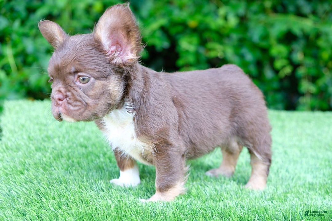 French Bulldog dogs for sale: Rojo Lady - Image 3