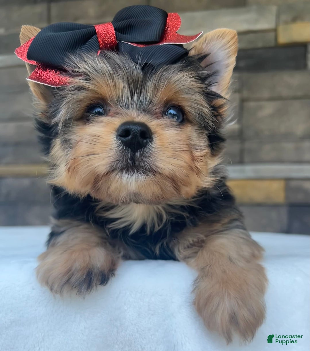 Yorkshire Terrier dogs for sale: Bo - Image 6
