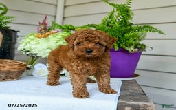 Toy Poodle dogs for sale: Niko - Image 2
