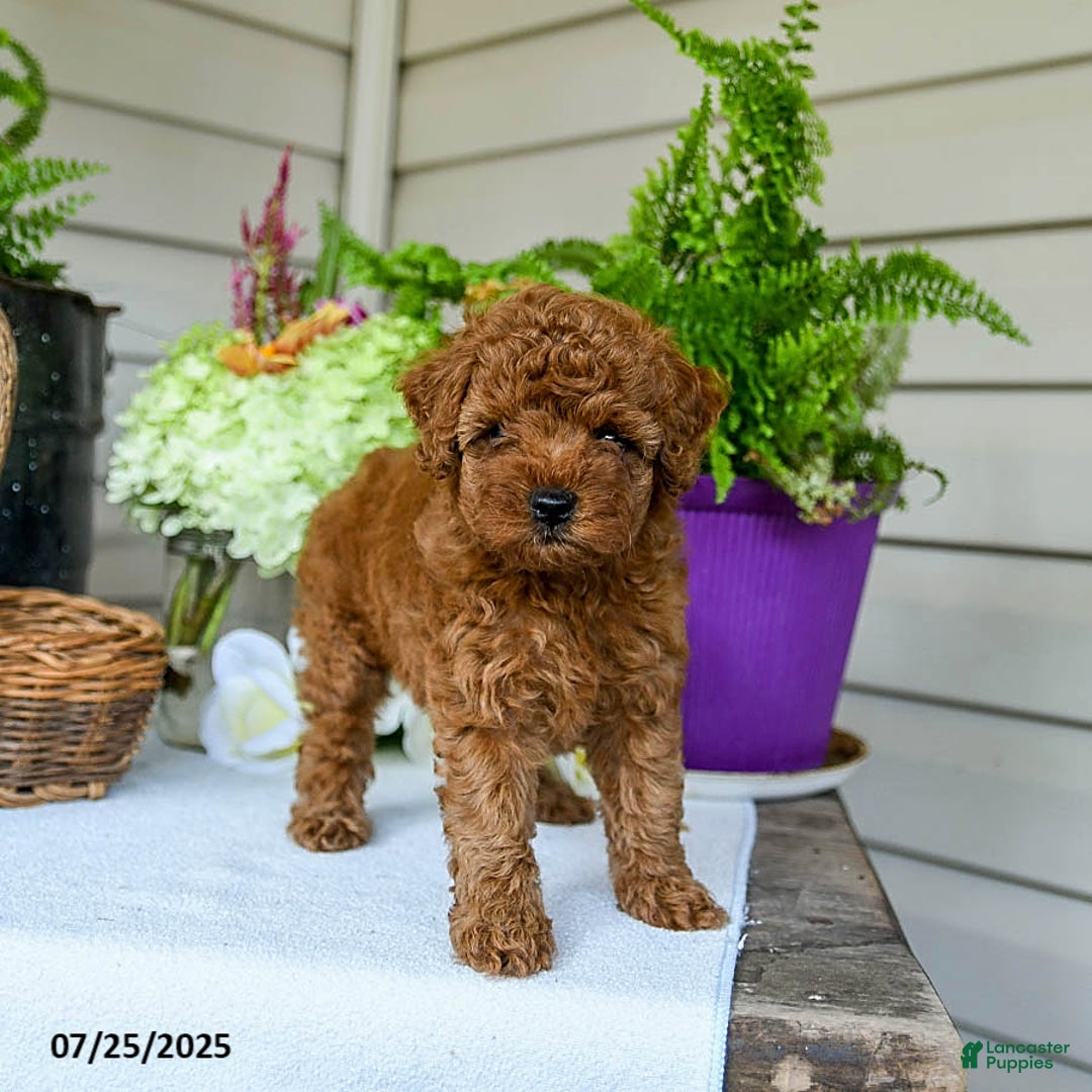 Toy Poodle dogs for sale: Niko - Image 2