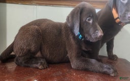 Labrador Retriever dogs for sale: Jan - Image 1