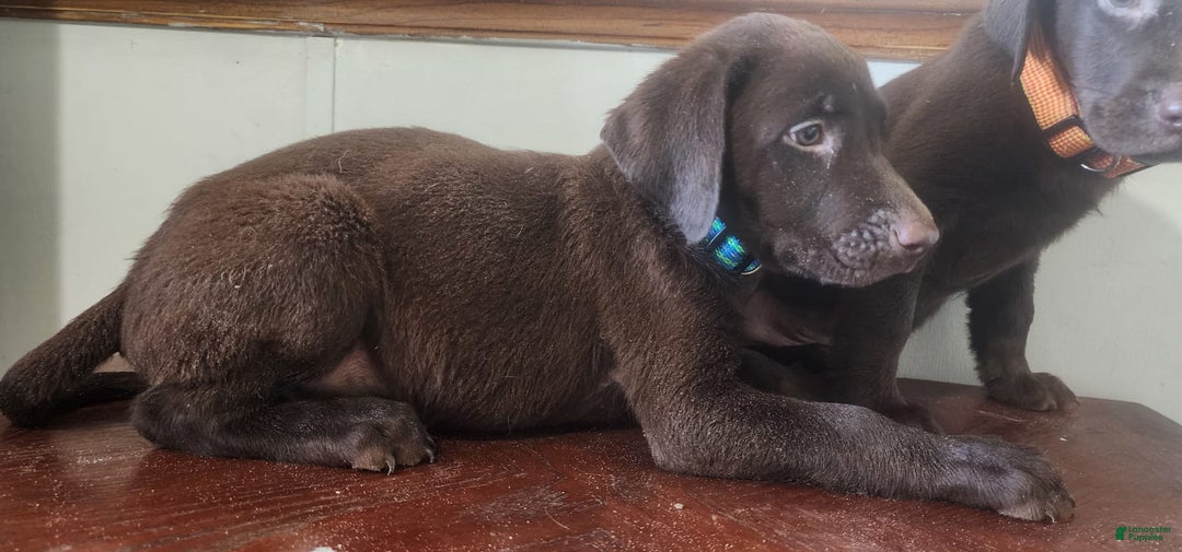 Labrador Retriever dogs for sale: Jan - Image 1