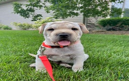 Mini Hippo dogs for sale: Dasher - Image 6