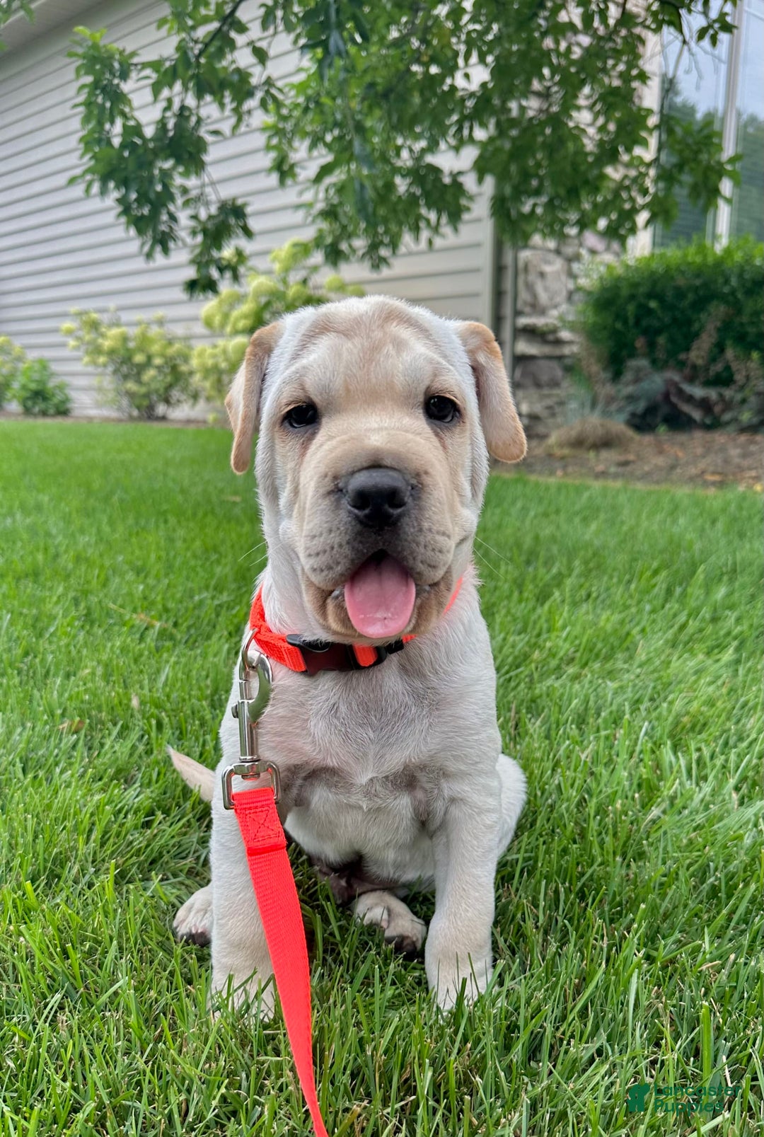 Mini Hippo dogs for sale: Dasher - Image 6