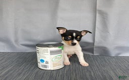 Chihuahua dogs for sale: Miles - Image 12