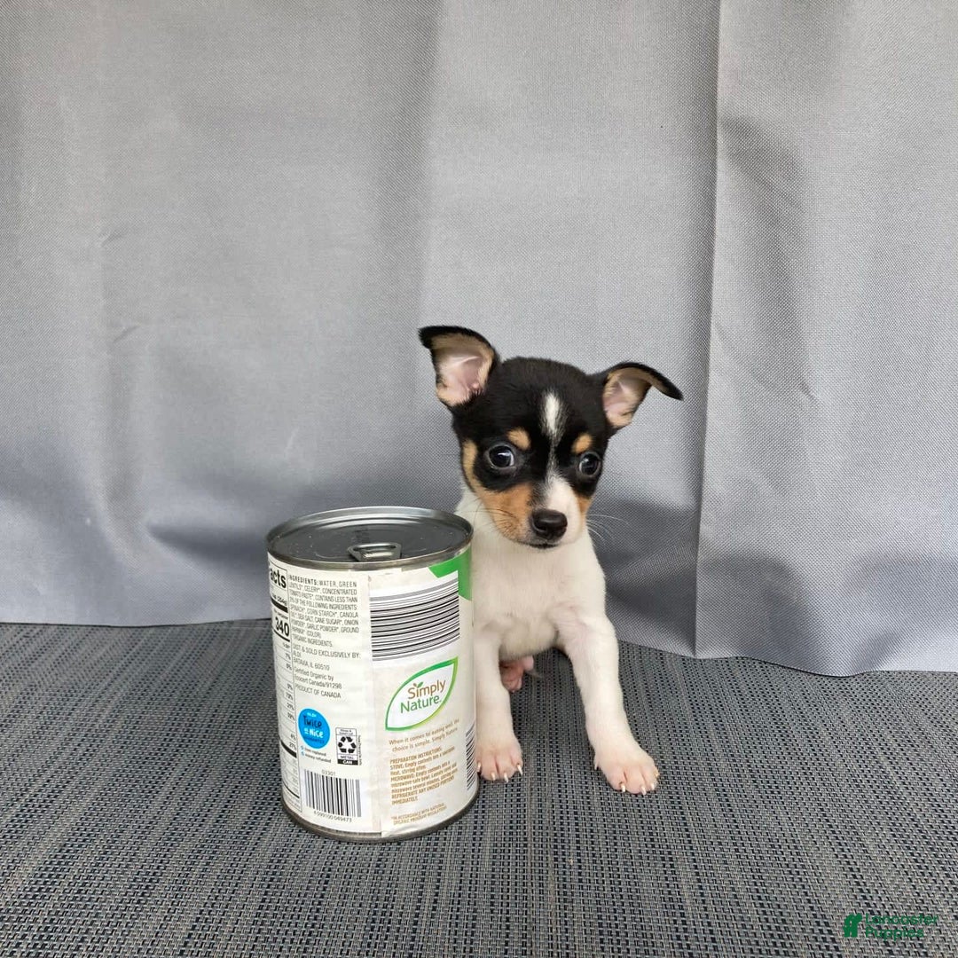 Chihuahua dogs for sale: Miles - Image 12