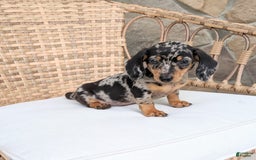 Miniature Dachshund dogs for sale: Buddy - Image 8
