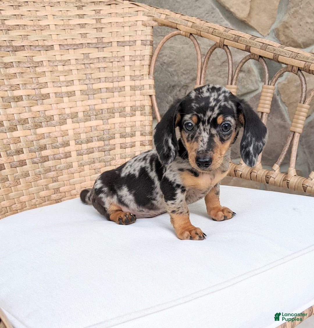 Miniature Dachshund dogs for sale: Buddy - Image 8