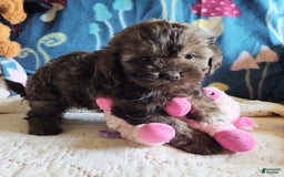 Maltipoo dogs for sale: Chocolate Sissy - Image 3