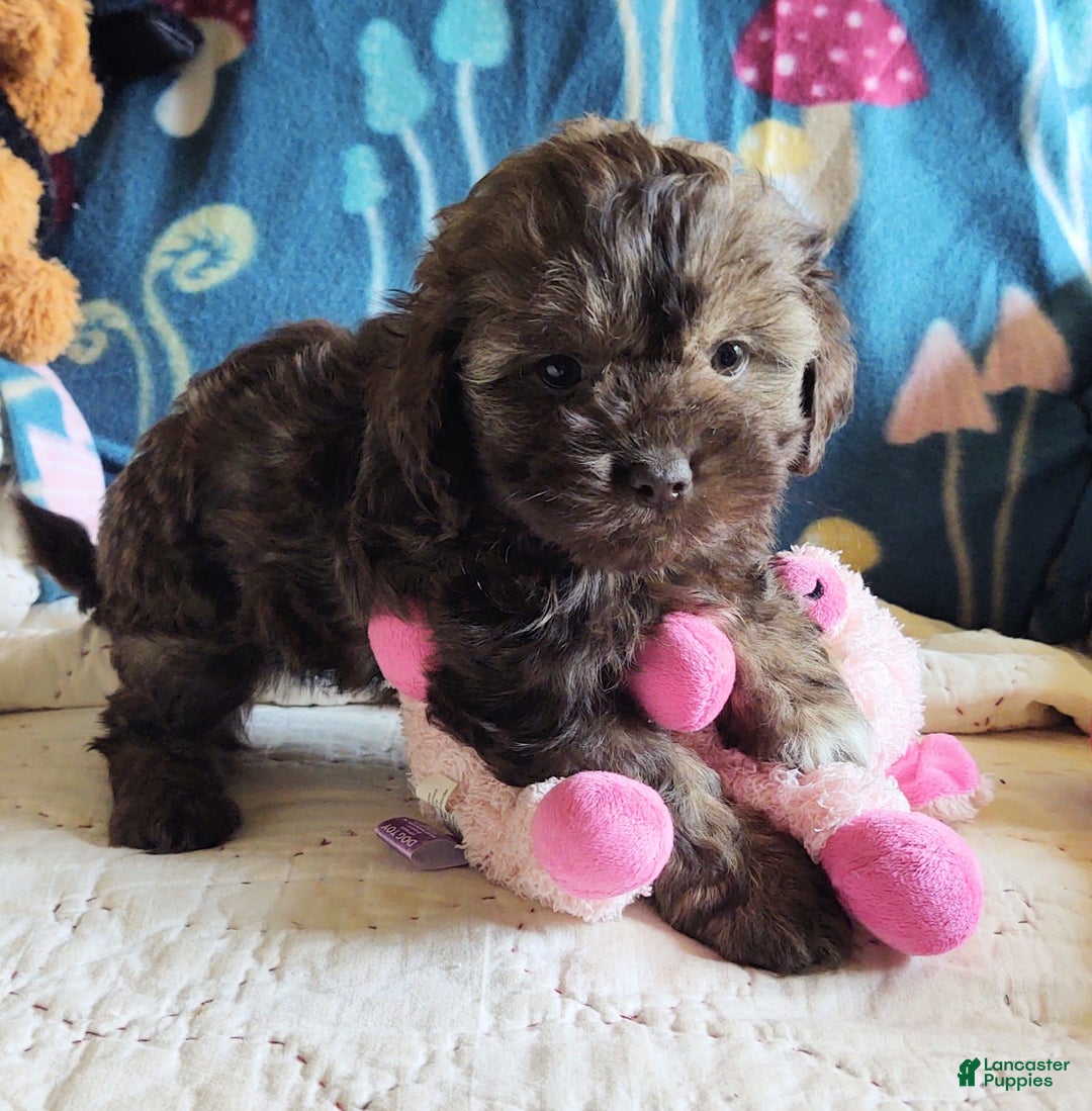 Maltipoo dogs for sale: Chocolate Sissy - Image 3