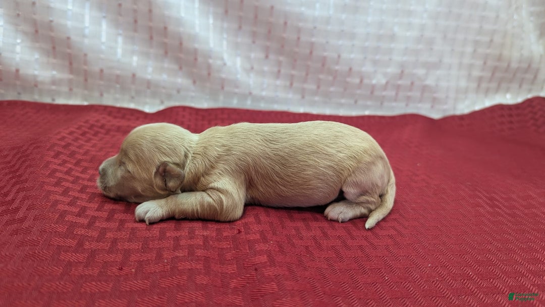 Cockapoo dogs for sale: Nadine - Image 11