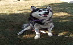 Siberian Husky dogs for sale: Lucy - Image 6