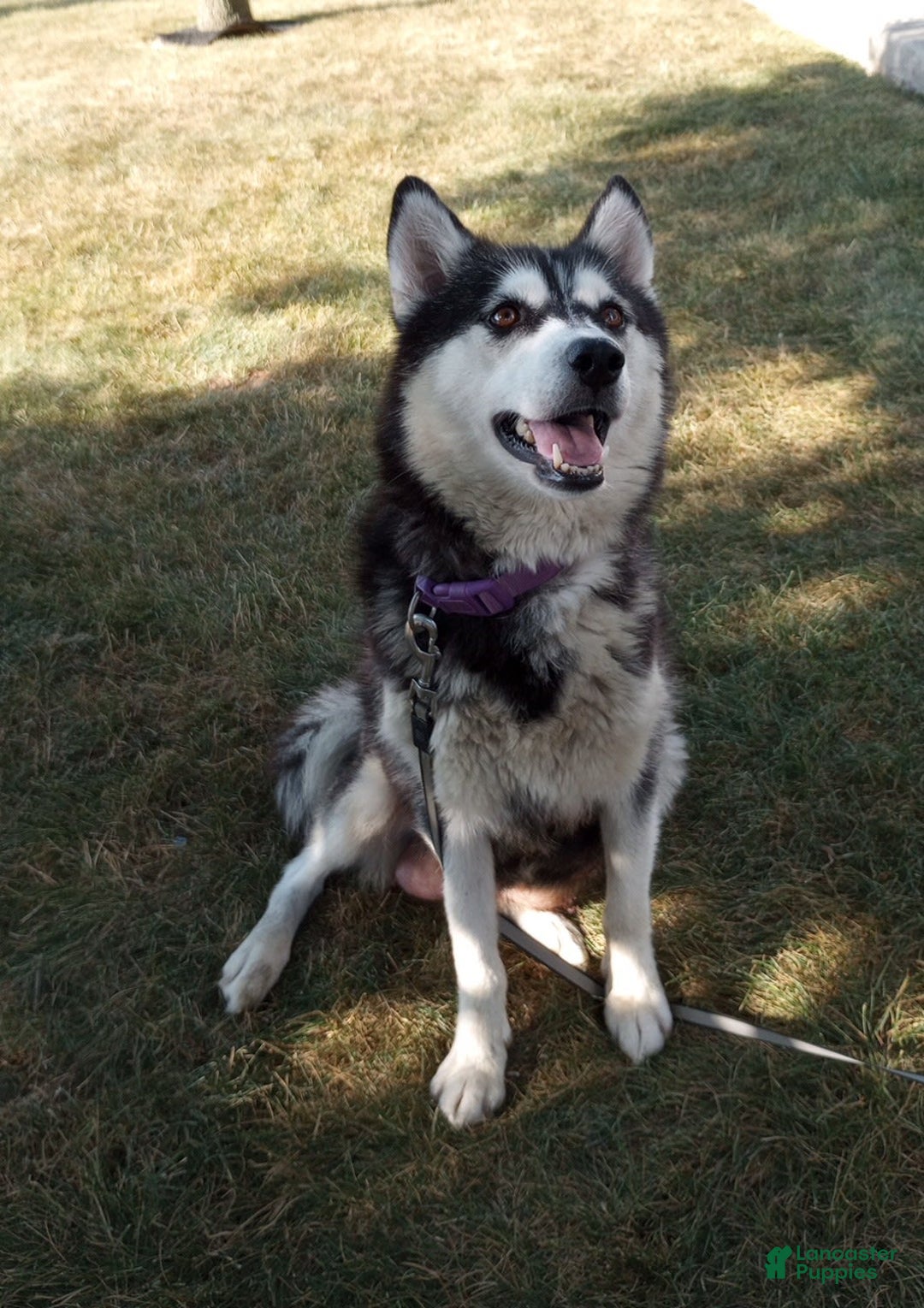 Siberian Husky dogs for sale: Lucy - Image 6