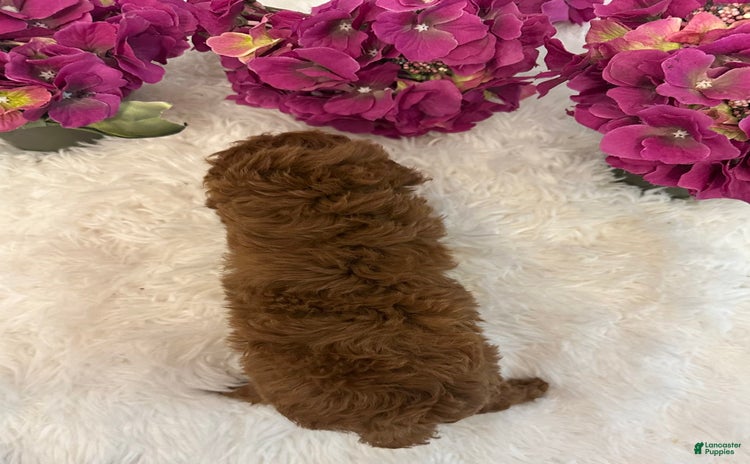 Maltipoo dogs for sale - Ad 1
