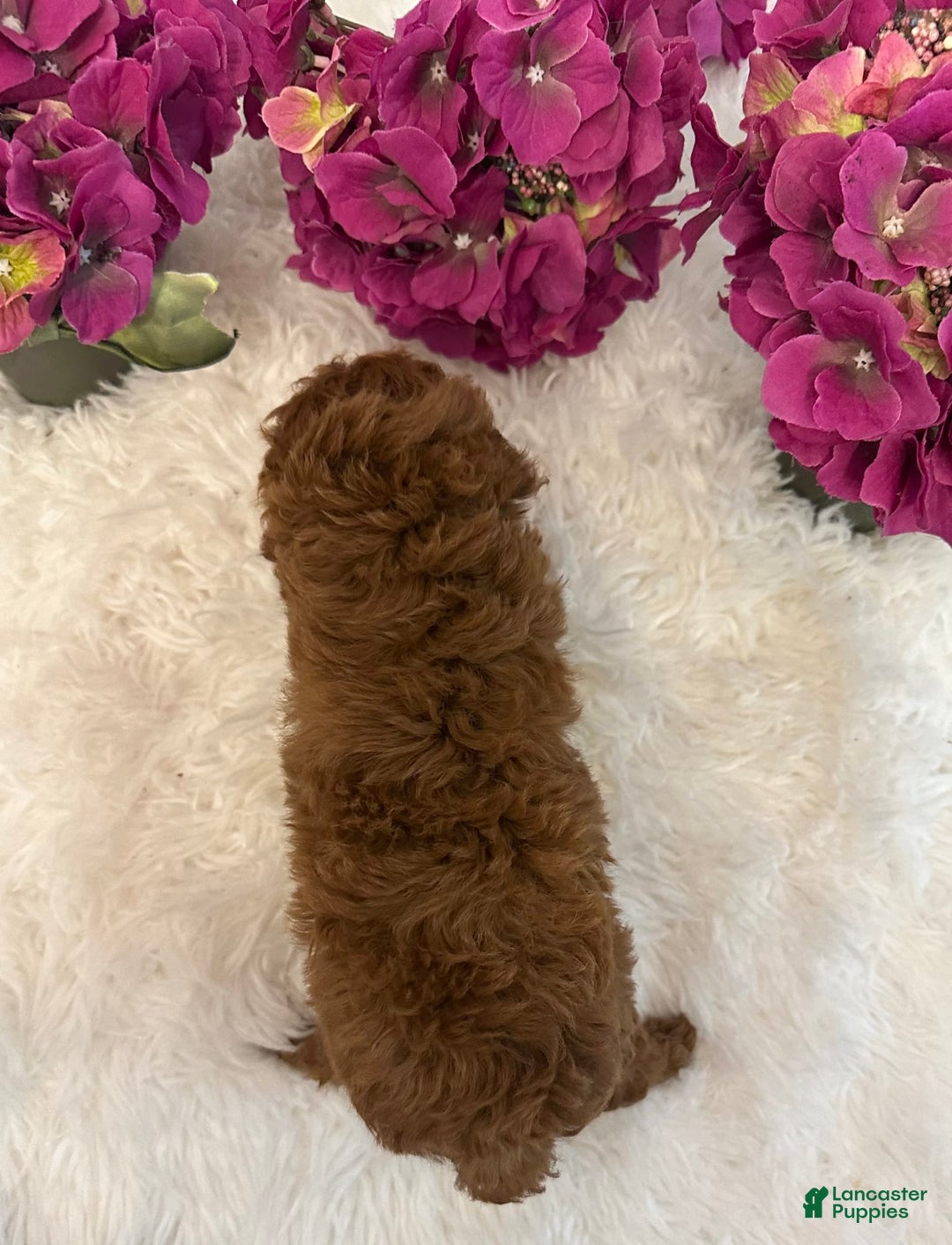Maltipoo dogs for sale: Willow - Image 1