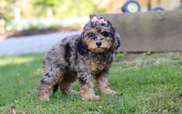 Cockapoo dogs for sale: Angela - Image 4