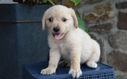 Miniature Bernese Mountain Dog dogs for sale: Taylor - Image 3