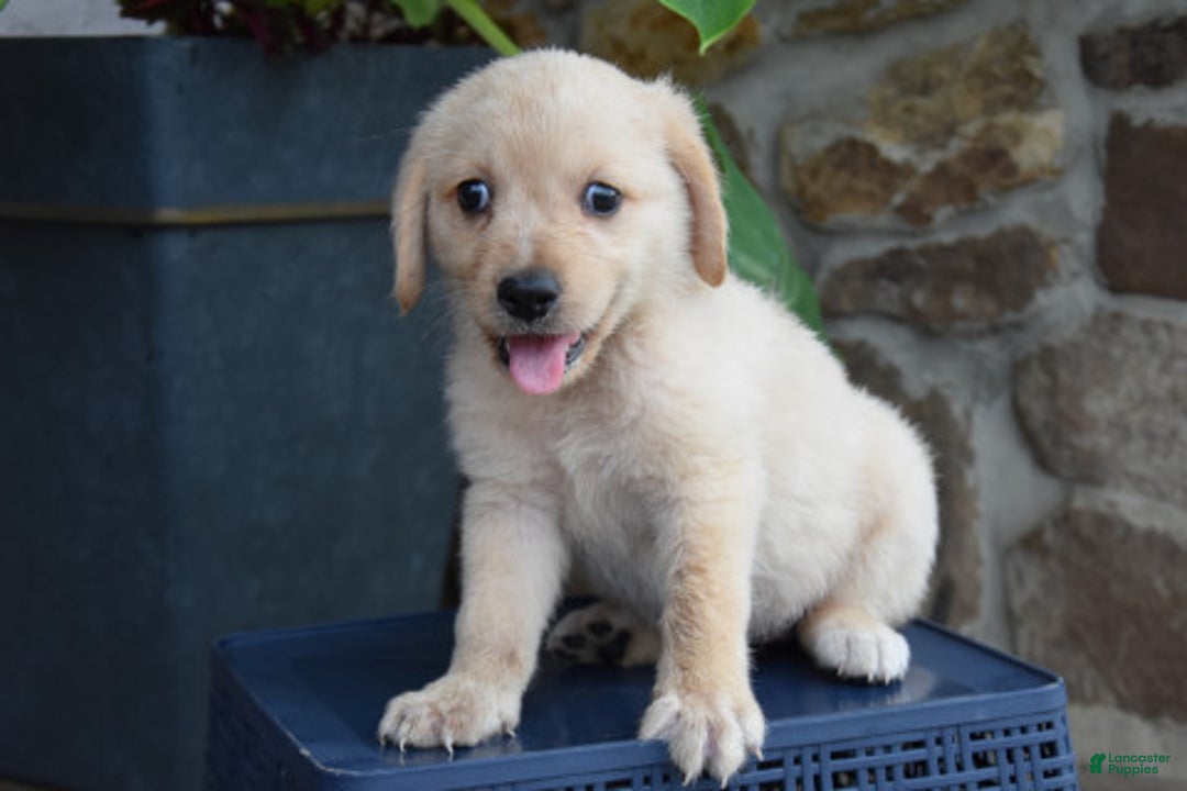 Miniature Bernese Mountain Dog dogs for sale: Taylor - Image 3