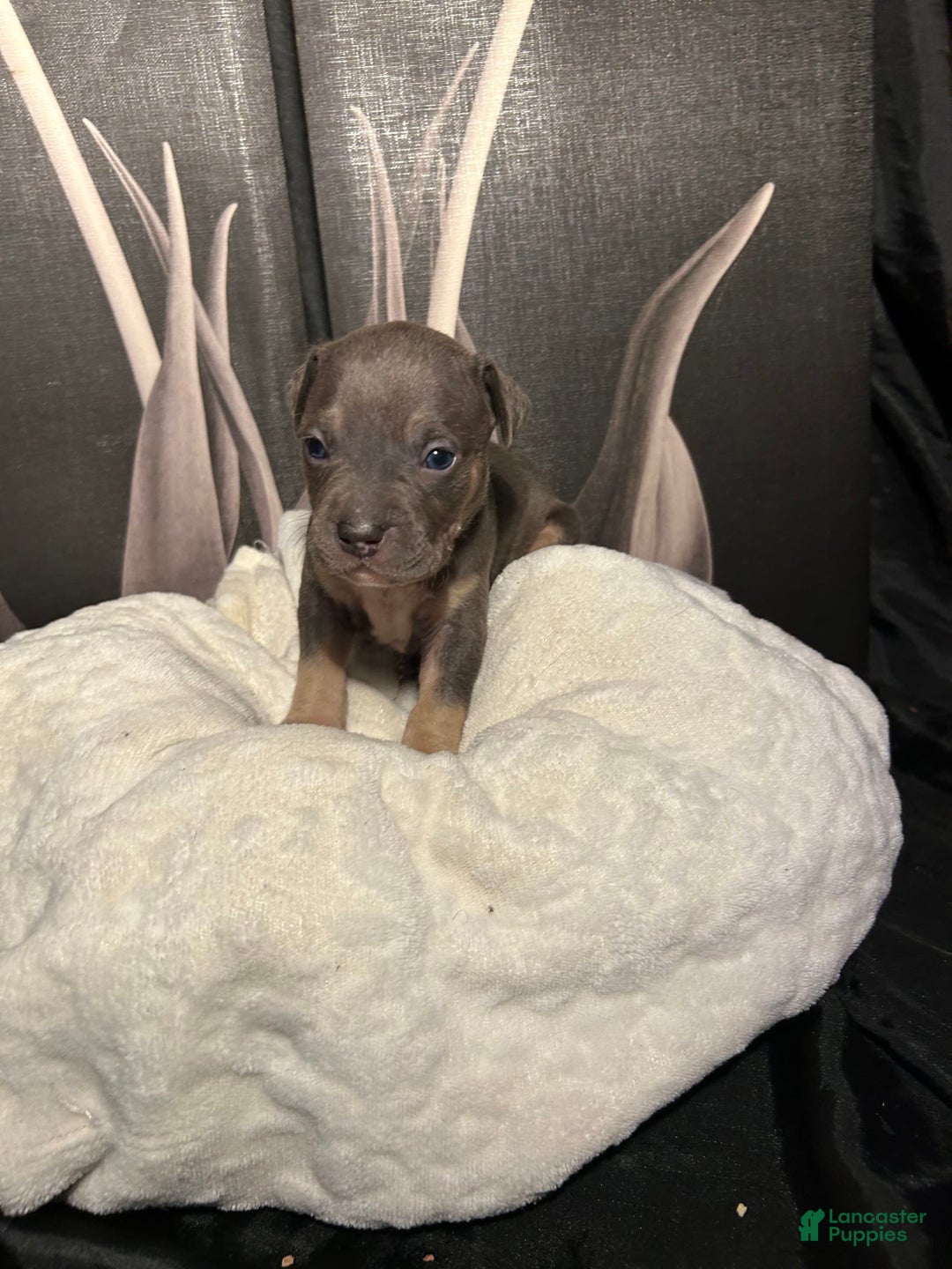 American Bully dogs for sale: Wolf - Image 10