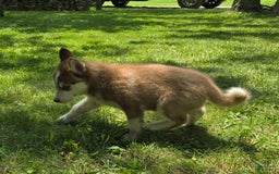 Siberian Husky dogs for sale: Arrow - Image 4