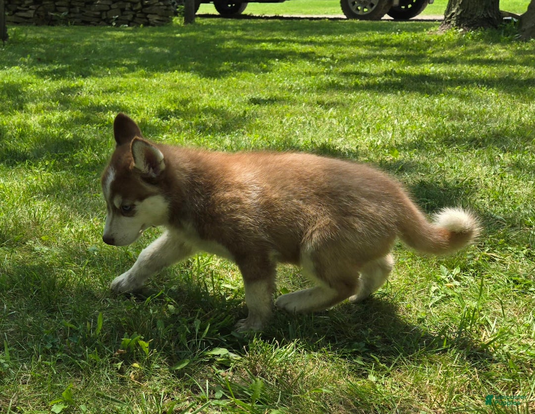 Siberian Husky dogs for sale: Arrow - Image 4