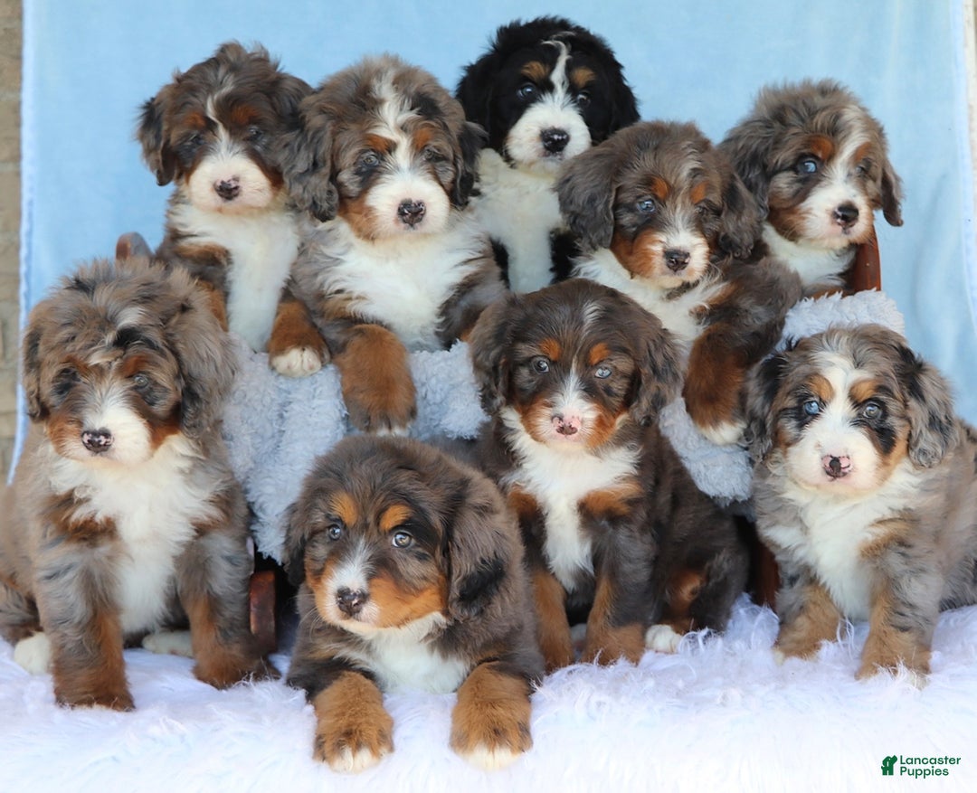 Mini Bernedoodle dogs for sale: Sophie - Image 1
