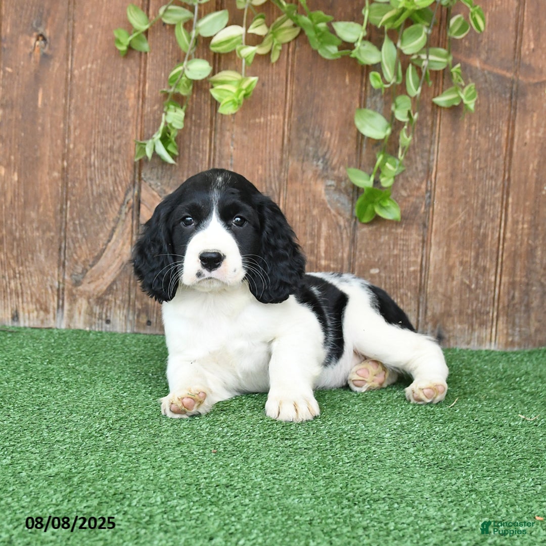English Springer Spaniel dogs for sale: Olivia - Image 5