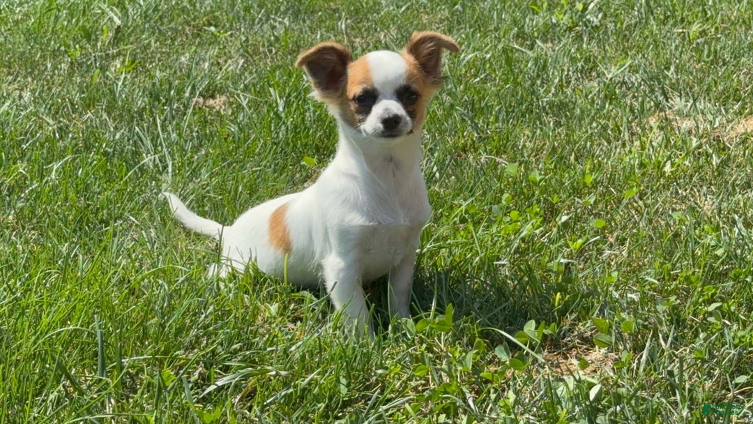Chihuahua dogs for sale: Skeeter - Image 4