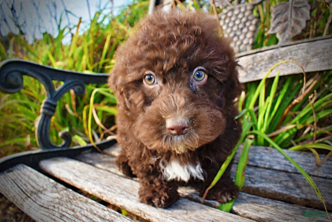 Havapoo dogs for sale: Jesse - Image 14