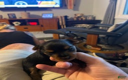 Yorkshire Terrier dogs for sale: Big Blue - Image 4