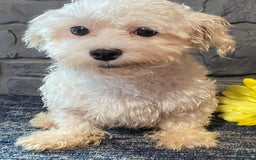 Maltese dogs for sale: Timmy - Image 6