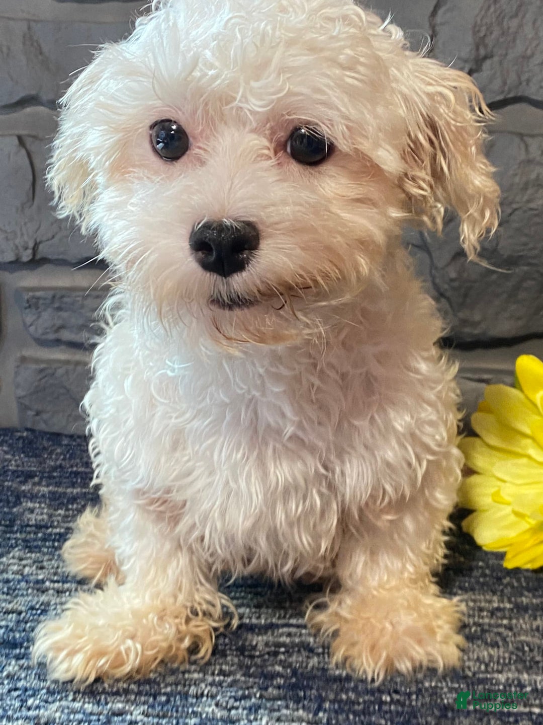 Maltese dogs for sale: Timmy - Image 6