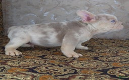 French Bulldog dogs for sale: Dong - Image 12