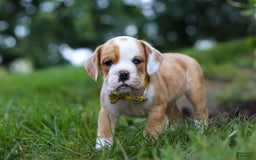 Beabull dogs for sale: Dewey - Image 4