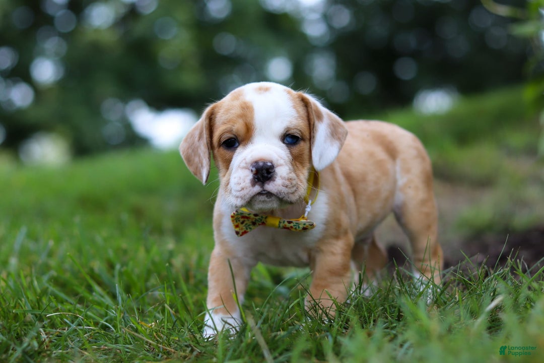 Beabull dogs for sale: Dewey - Image 4