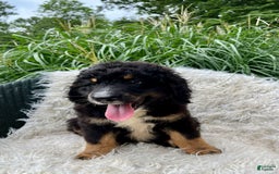Bernedoodle dogs for sale: Hank - Image 3