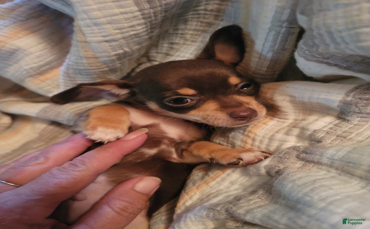 Chihuahua dogs for sale - Ad 2