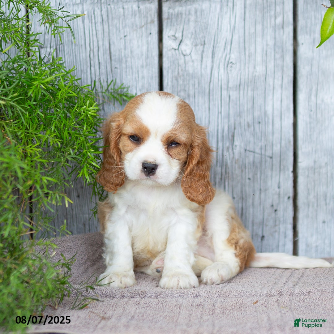 Cavalier King Charles Spaniel dogs for sale: Timothy - Image 1