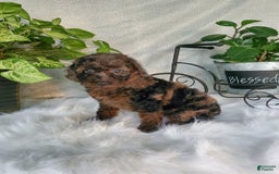 Miniature Poodle dogs for sale: Pippi - Image 2