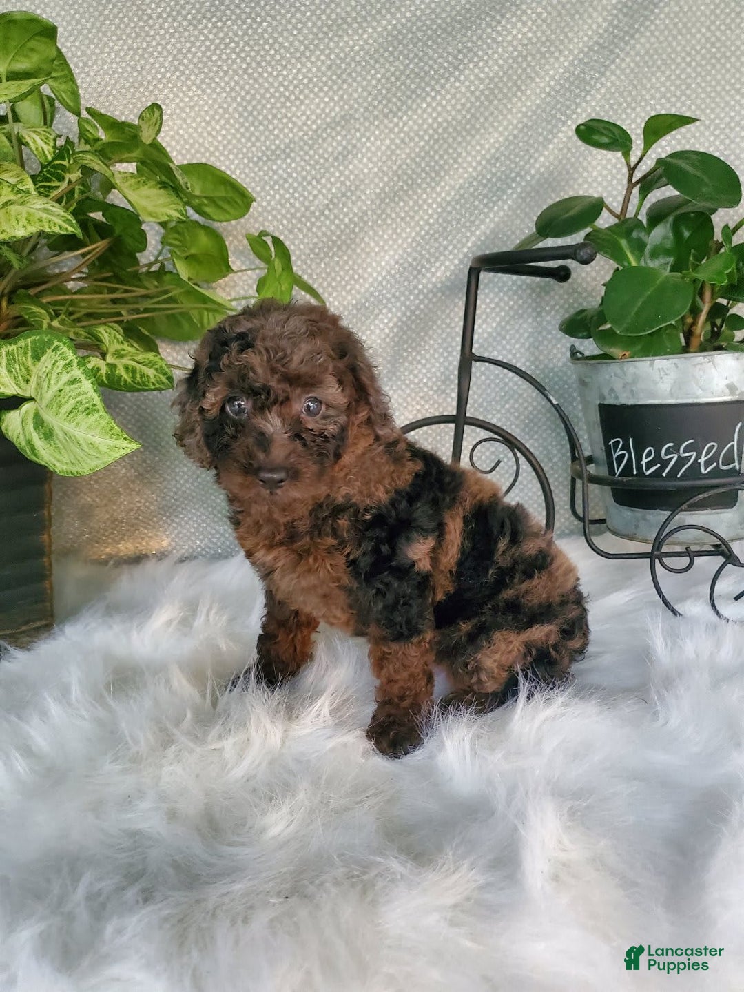 Miniature Poodle dogs for sale: Pippi - Image 2