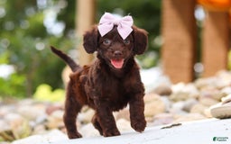 Miniature Dachshund dogs for sale: Chai - Image 5