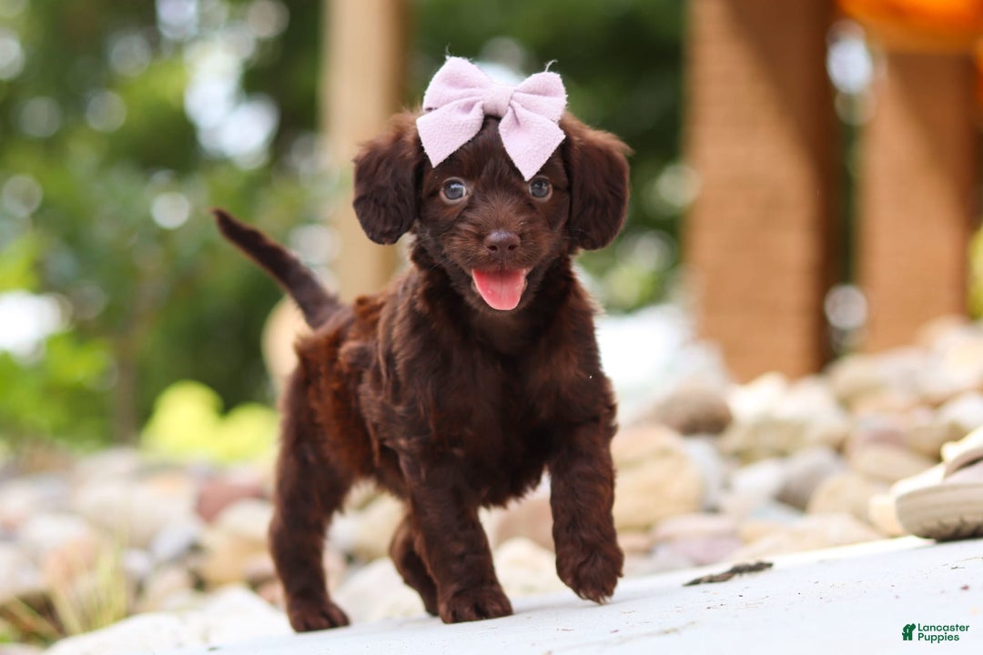 Miniature Dachshund dogs for sale: Chai - Image 5