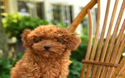 Toy Poodle dogs for sale: Fern - Image 4